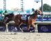 2019 Breeders Cup Classic 2019 Breeders Cup Classic