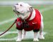 College Football: Kentucky Wildcats at Georgia Bulldogs