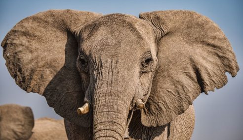 The Elephant in the Sports Room  (Who should really be covering his trunk when he trumpets)