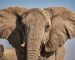 The Elephant in the Sports Room  (Who should really be covering his trunk when he trumpets)