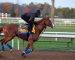 Best Bets at the 2020 Breeders’ Cup Classic Best Bets at the 2020 Breeders’ Cup Classic