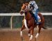 2020 Breeders Cup Previews: Distaff, BC Mile 2020 Breeders Cup Previews: Distaff, BC Mile