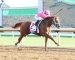 2020 Breeders Cup Preview: BC Sprint 2020 Breeders Cup Preview: BC Sprint